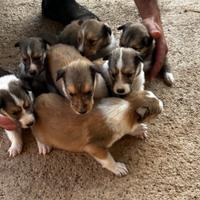 Cuccioli (Lessie) Pastore scozzese