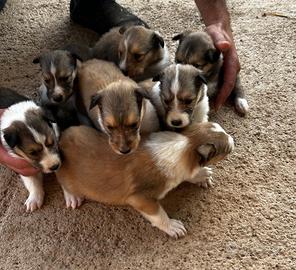 Cuccioli (Lessie) Pastore scozzese