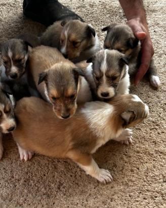 Cuccioli (Lessie) Pastore scozzese