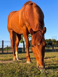 Quarter horse