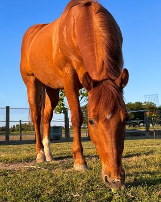 Quarter horse