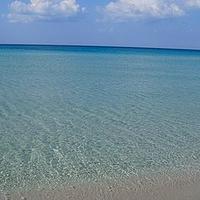 POSIDONIA - Il mio posto è il mare