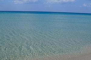 POSIDONIA - Il mio posto è il mare