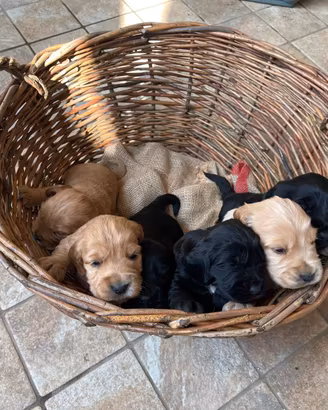 Cucciolo Cocker Spaniel