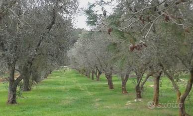 Terreno agricolo con piante di ulivo