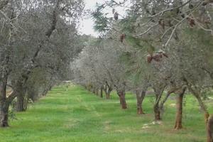 Terreno agricolo con piante di ulivo
