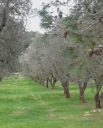 Terreno agricolo con piante di ulivo
