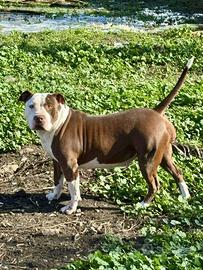 American PitBull