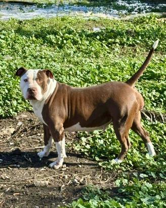 American PitBull