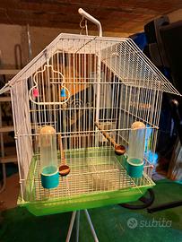 Gabbia Uccelli