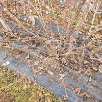 Piante di ribes nero