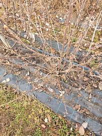 Piante di ribes nero