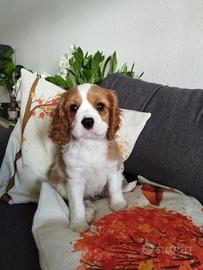 Cavalier King Charles Spaniel cuccioli