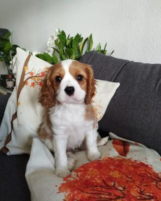 Cavalier King Charles Spaniel cuccioli
