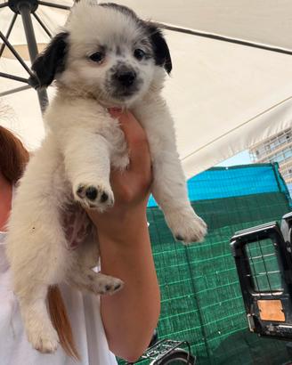 Cucciolo tra pincer e volpino