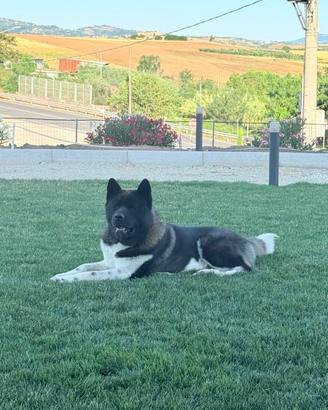Akita Americano per monta