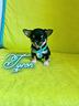 chihuahua-maschio-con-pedigree-enci