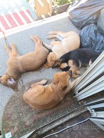 Cuccioli mix pastore tedesco