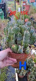Euphorbia resinifera vaso in coccio