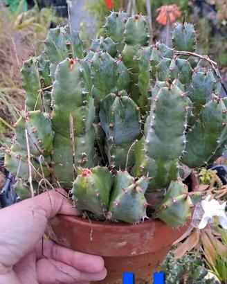 Euphorbia resinifera vaso in coccio