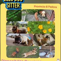 Pet sitter