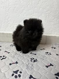 Volpino pomerania cucciolo 450 GRAMMI 2 mesi