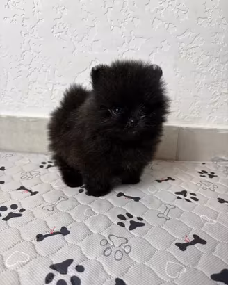 Volpino pomerania cucciolo 450 GRAMMI 2 mesi