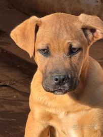 Meravigliosi cuccioli da adottare