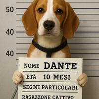 Beagle bicolore maschio ceerca fidanzata