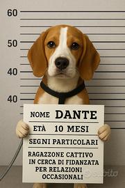 Beagle bicolore maschio ceerca fidanzata