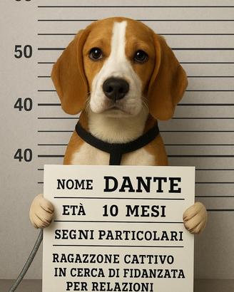 Beagle bicolore maschio ceerca fidanzata