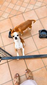 Cagnolini chihuahua