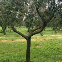 Alberi medio piccolo d ulivo