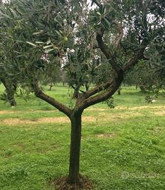 Alberi medio piccolo d ulivo