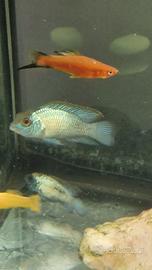 Ciclide acara blu