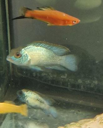 Ciclide acara blu