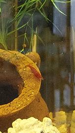 Gamberetti rossi Neocaridina Red