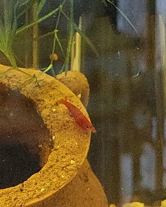 Gamberetti rossi Neocaridina Red