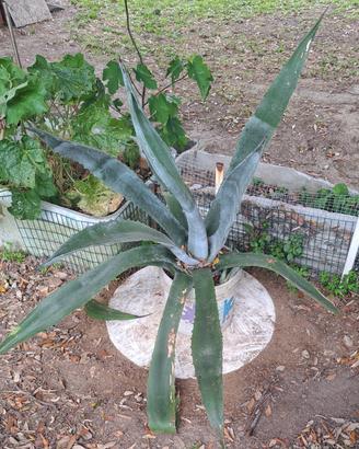Piante Agave taglia media e piccola in vaso