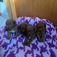 Maschietti di barboncino toy red