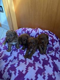 Maschietti di barboncino toy red