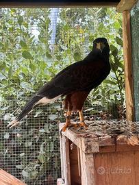 Falco di Harris