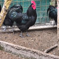 Galli razza australorp giovani