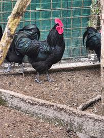 Galli razza australorp giovani