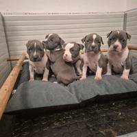 Amstaff blue cuccioli - disponibili dal 10 aprile