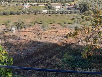 Terreno con uliveto 1 ettaro zona Castel Ginnetti