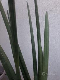 Sanseveria cylindrica