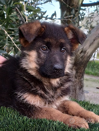 Disponibile cucciola di pastore tedesco