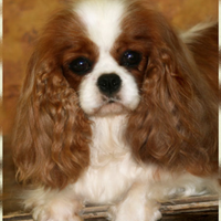 Cuccioli cavalier king più selezione