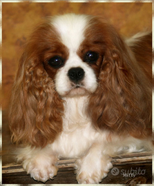 Cuccioli cavalier king più selezione